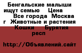 Бенгальские малыши ищут семью) › Цена ­ 5 500 - Все города, Москва г. Животные и растения » Кошки   . Бурятия респ.